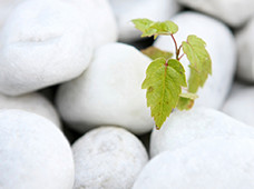 Rocks have leaf showing through